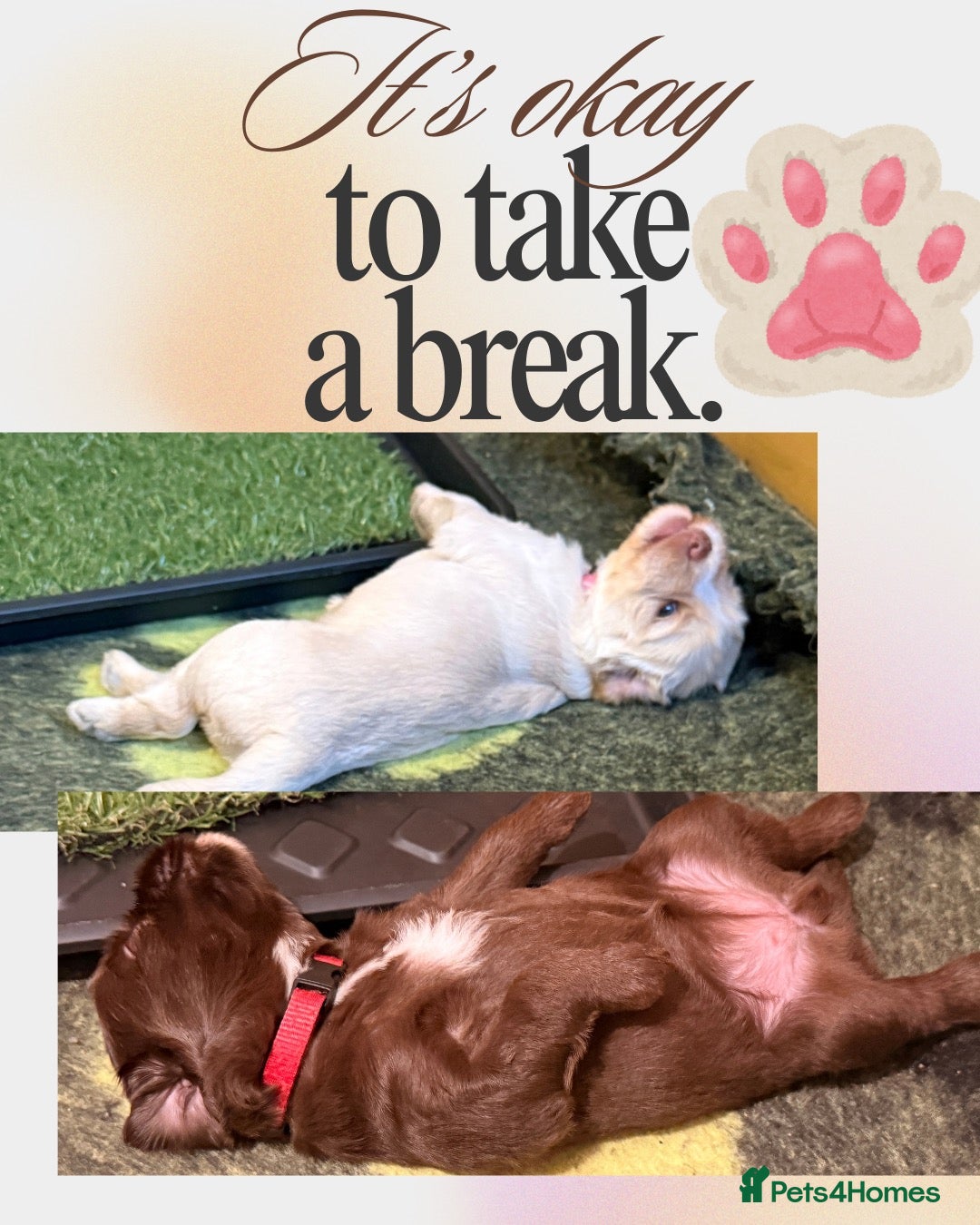 Australian Labradoodle dogs     🐾 Adorable Australian Labradoodle Puppies  - Advert 1
