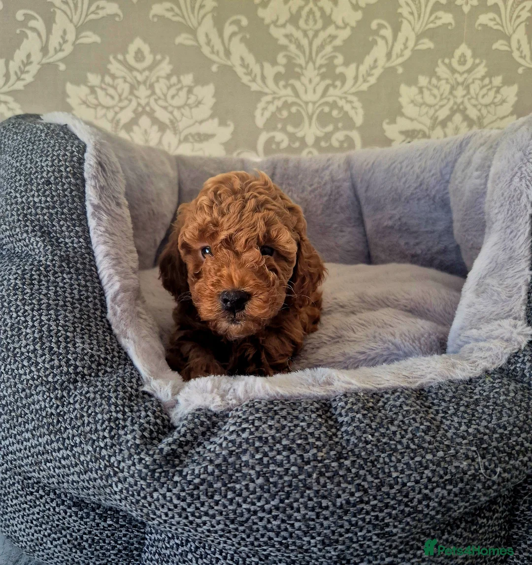 Cavapoo dogs for sale: F1B EXTENSIVELY HEALTH TESTED CAVERPOO PUPS - Advert 2