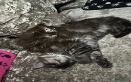 Maine Coon cats for sale: XXL Maine Coon Kittens Double TICA Champion lines  - Image 26