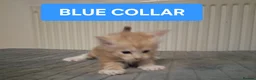 Maine Coon cats for sale: 3 GINGER MAINE COON  KITTENS in Wolverhampton - Advert 14