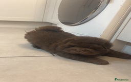 Chow Chow dogs for sale: Chocolate boy chow chow  - Image 3