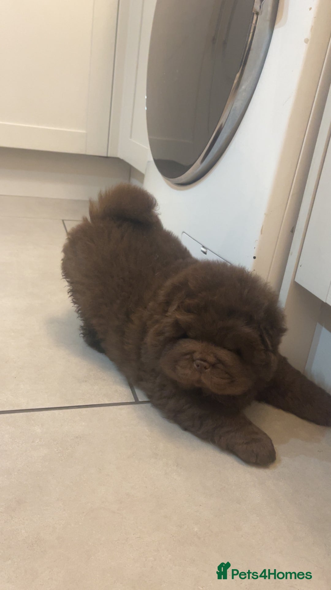 Chow Chow dogs for sale: Chocolate boy chow chow  - Image 3