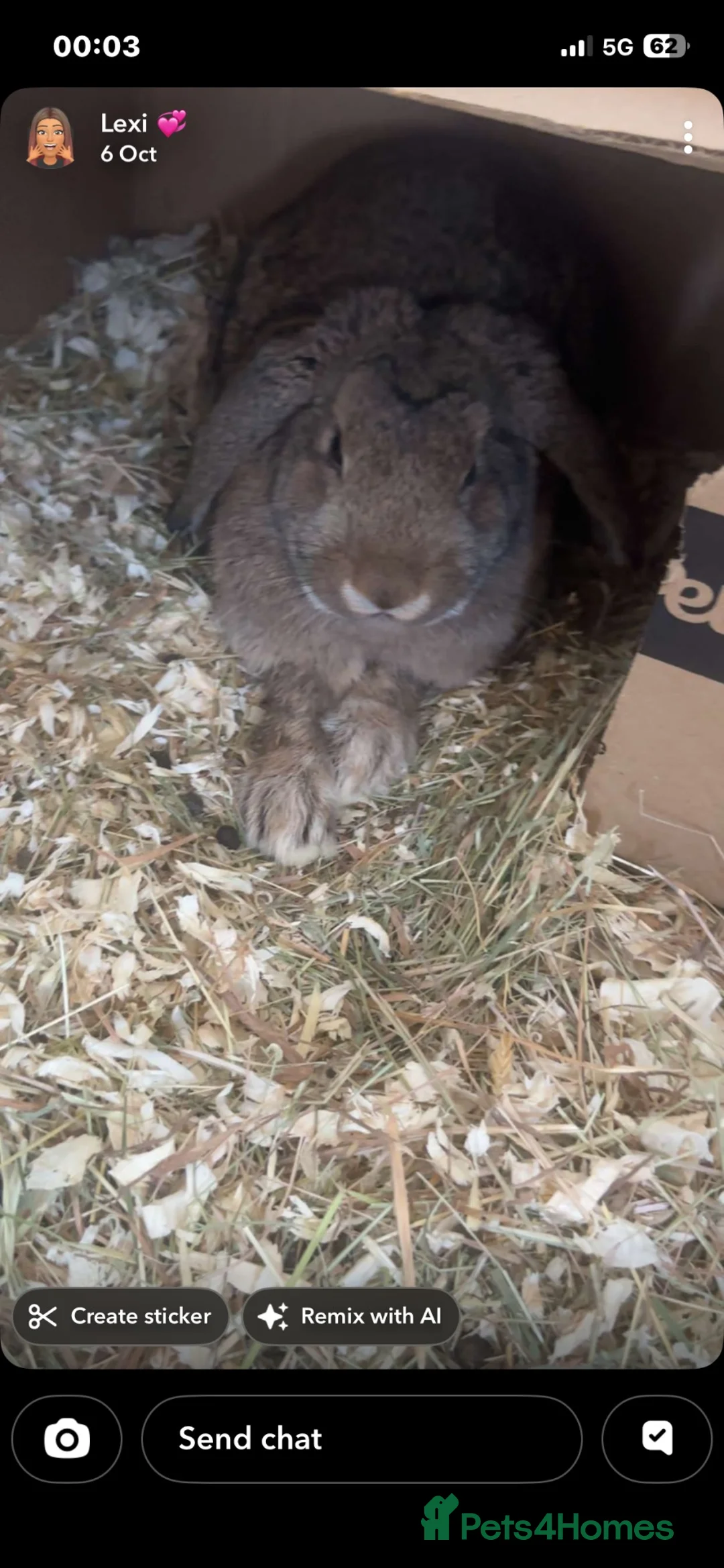 English Lop rabbits for sale: Mochi in Mexborough - Advert 5