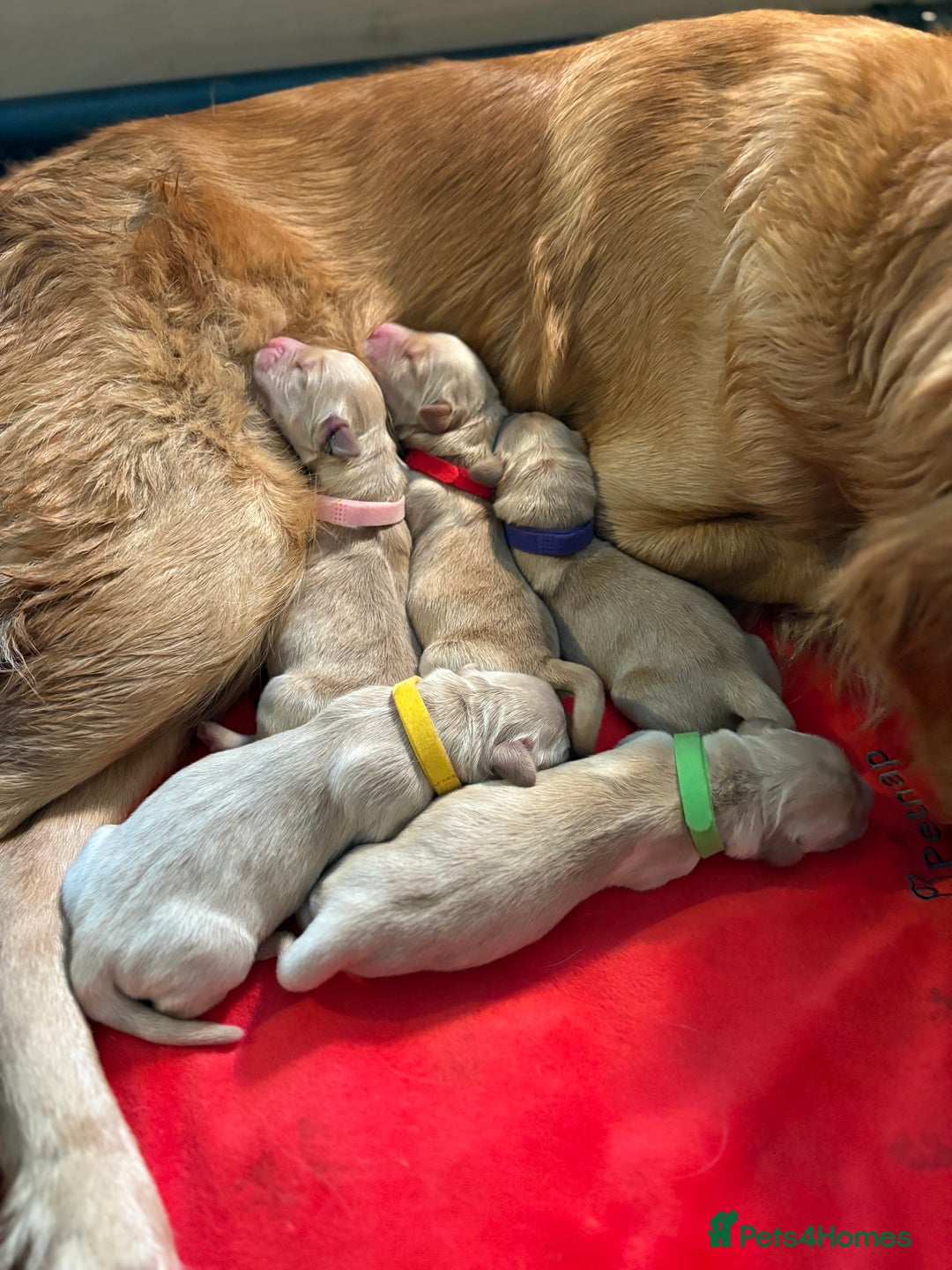 Golden Retriever dogs for sale: 1 female Golden Retriever Pup left for sale🥰🏡 - Advert 14