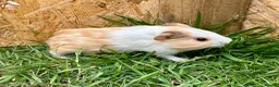 Guinea Pig rodents for sale: Young Guinea pigs  - Advert 16