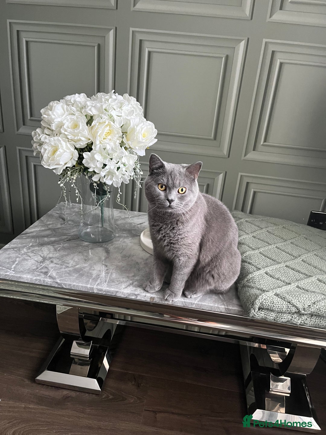 British Shorthair cats for sale: British Shorthair Boy - Advert 4