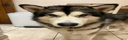 Alaskan Malamute dogs for stud: Alaskan Malamute for Stud   in Oldham - Advert 4