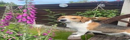Beagle dogs for sale: Two beautiful beagles  - Advert 13