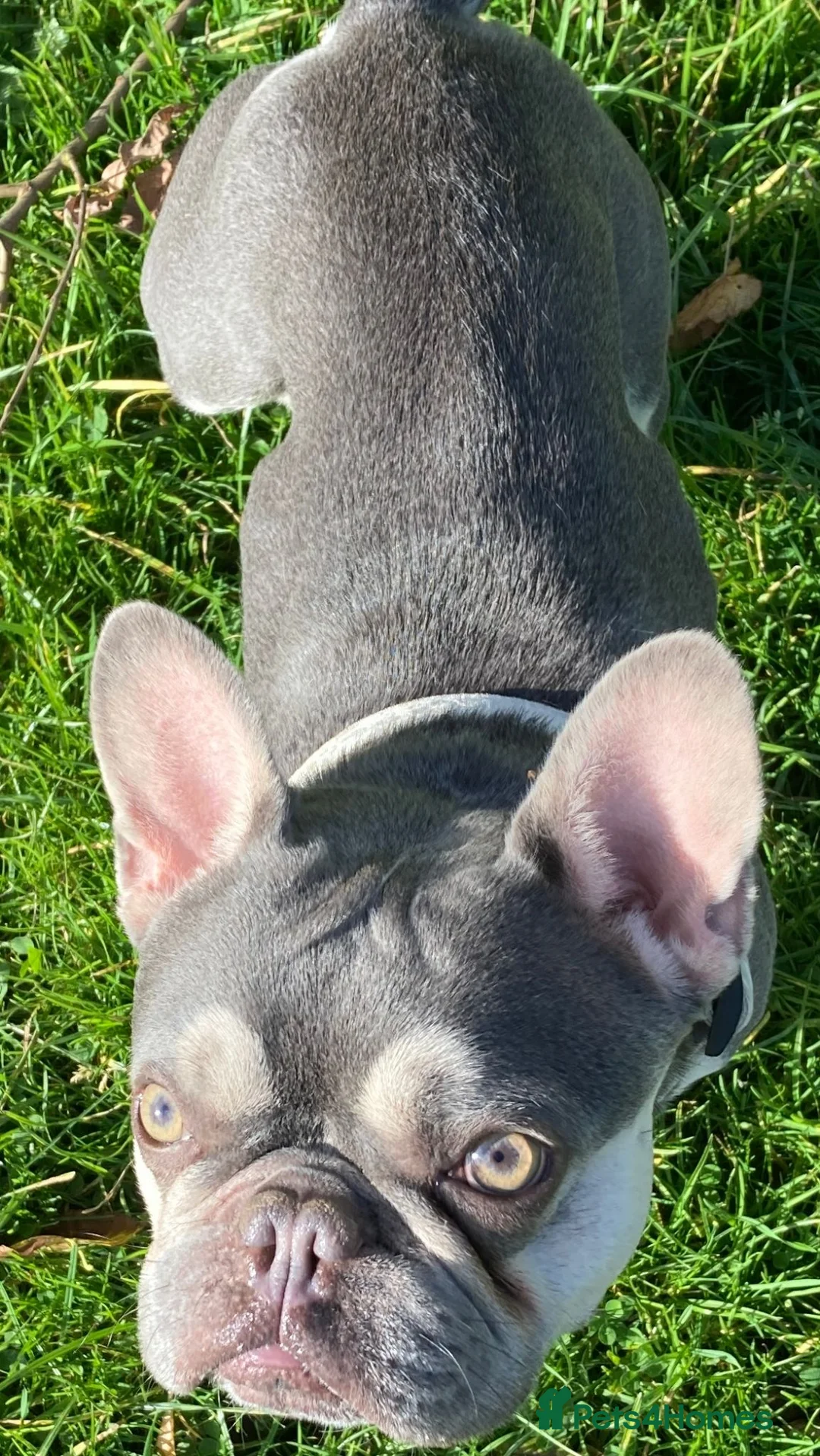 French Bulldog dogs for stud: French Bulldog Zico - Advert 8