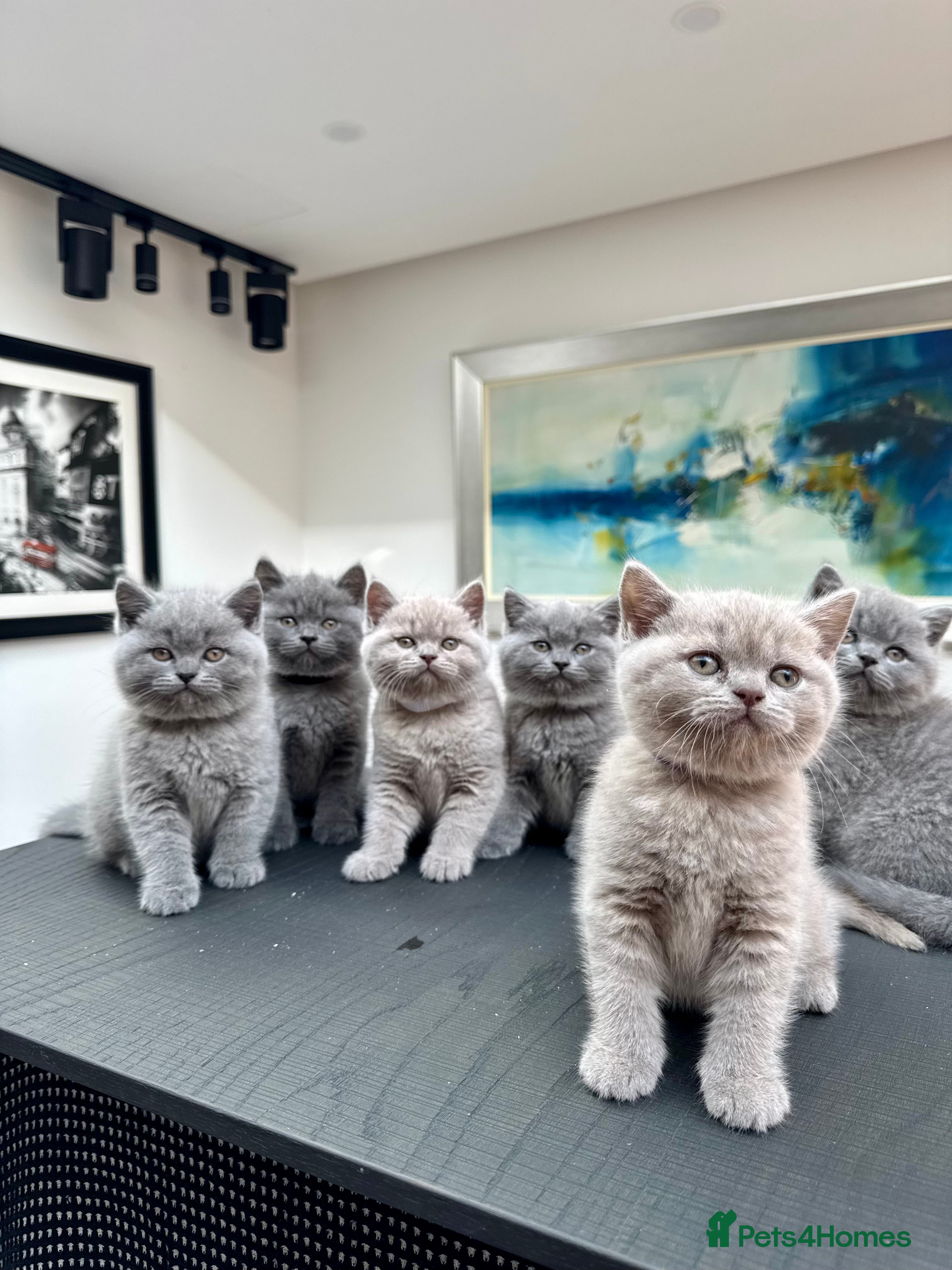 British Shorthair cats Stunning Pedigree British Shorthair Kittens - Advert 1