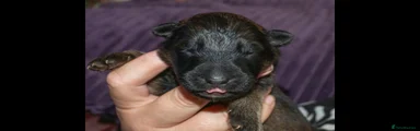 German Shepherd Puppy 5