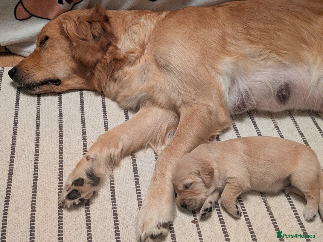 Golden Retriever dogs for sale: Beautiful Golden Retriever Puppies For Sale - Image 16