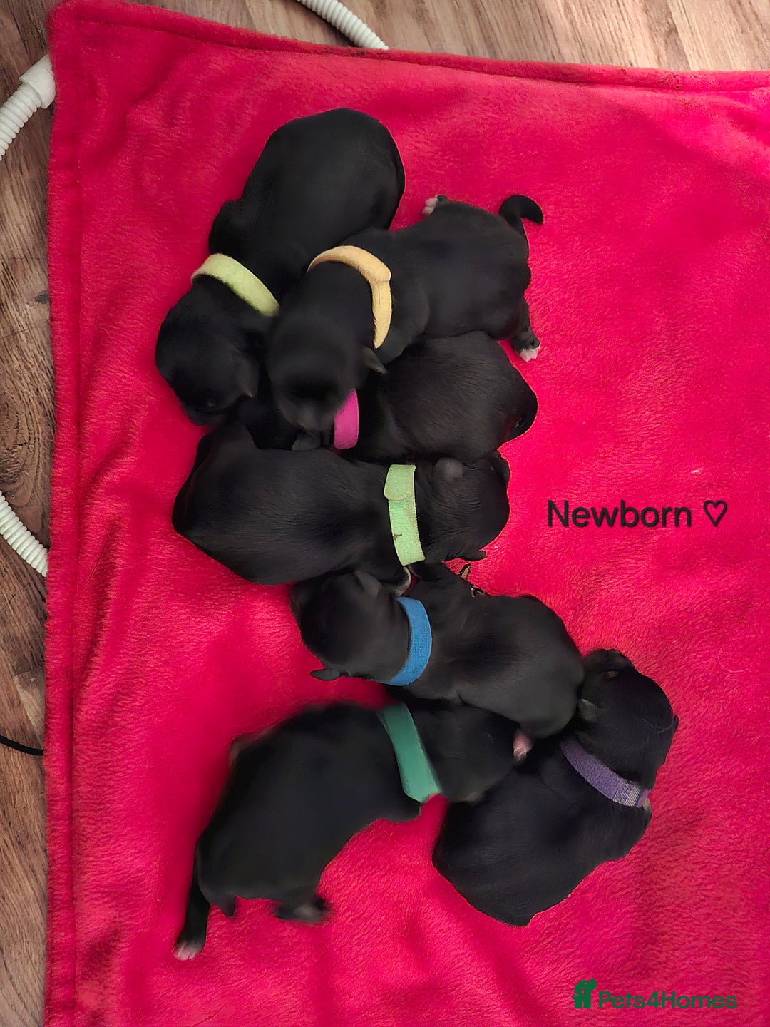 Miniature Schnauzer dogs for sale: Fantastic litter of Black and Silver pups K.C Reg - Advert 11