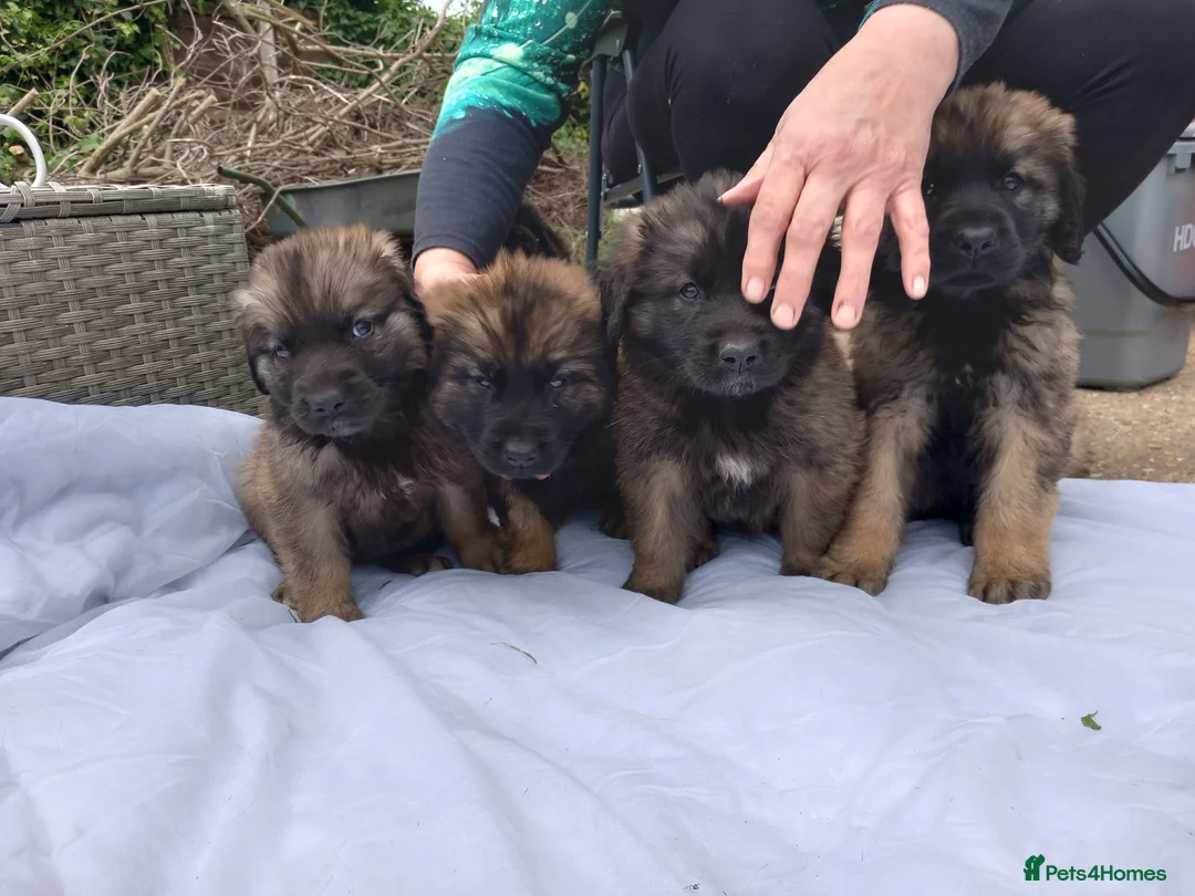 Leonberger dogs for sale: Beautiful home raised girl puppies - Advert 8
