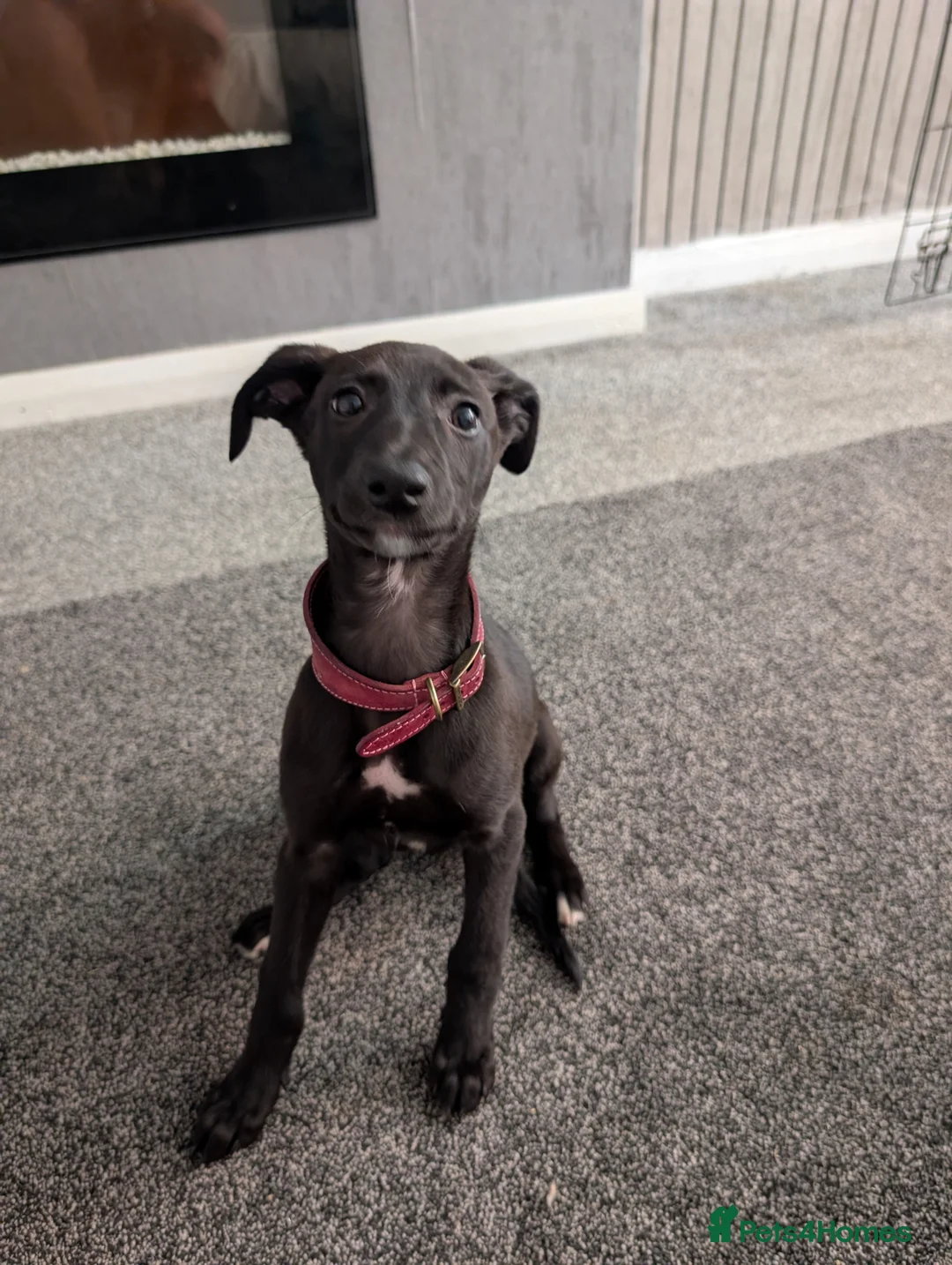 Whippet dogs for sale: Pure whippett - Advert 6