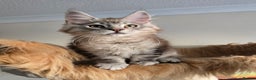 Maine Coon cats for sale: Ready now! Chunky Silver Tabby boy - Advert 5