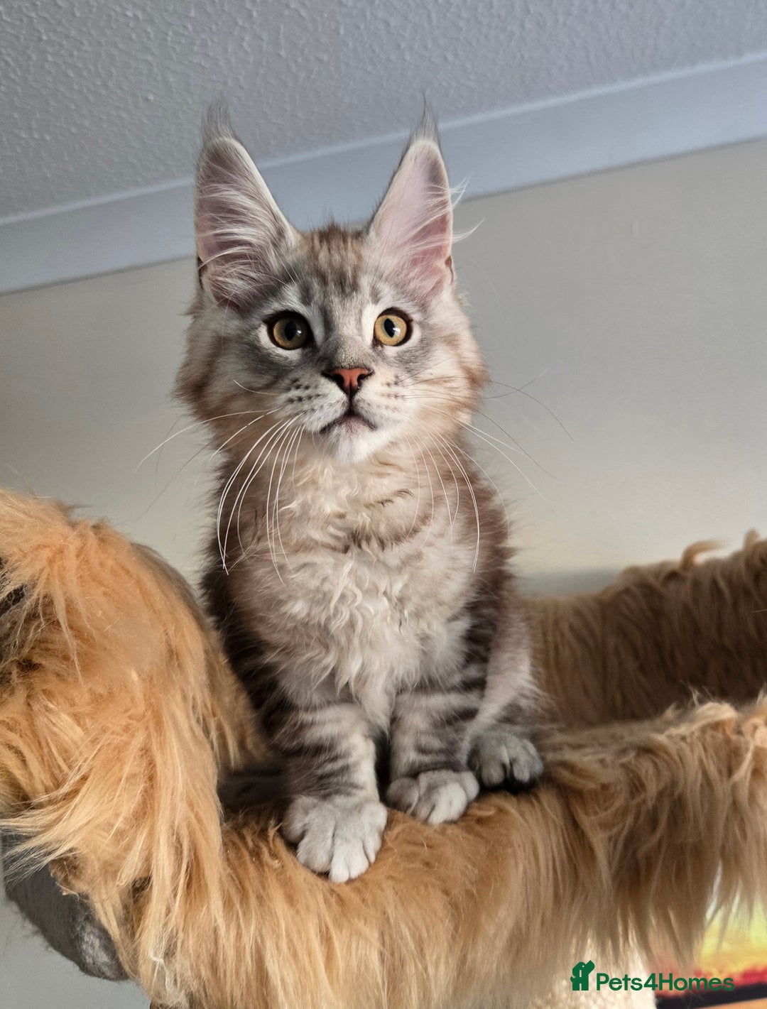 Maine Coon cats for sale: Ready now! Chunky Silver Tabby boy - Advert 5