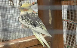 Lovebirds birds for sale: Cockertiels - Image 3