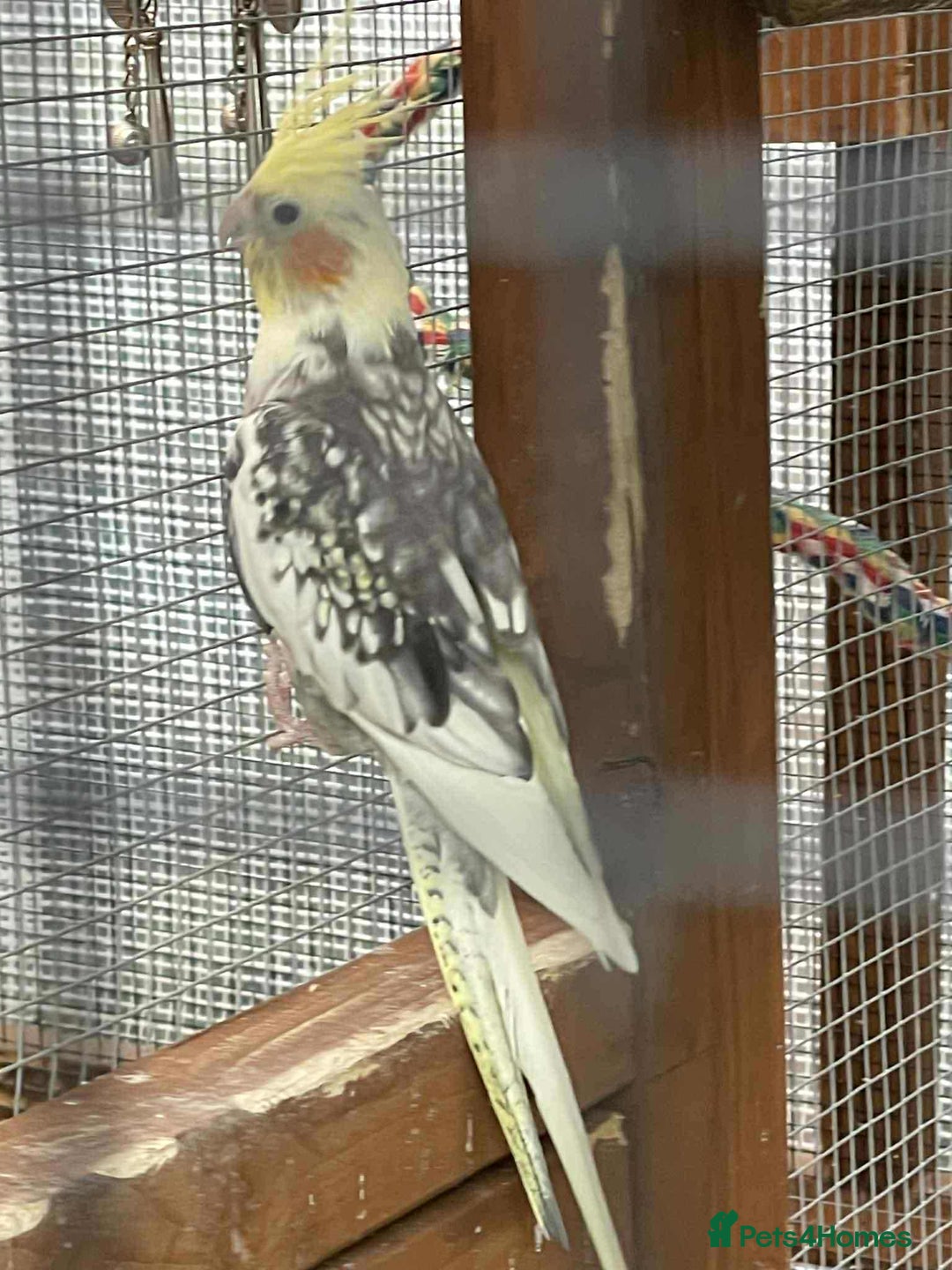 Lovebirds birds for sale: Cockertiels - Image 3