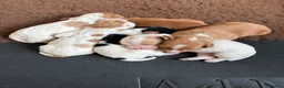 Cocker Spaniel dogs for sale: Working cocker spaniel puppies in Houghton le Spring - Advert 4