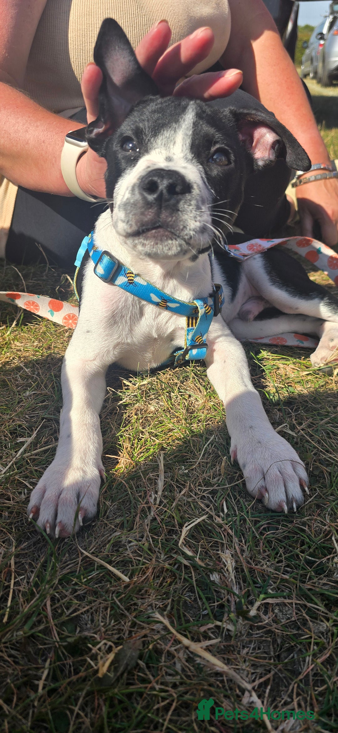 Mixed Breed dogs for sale: Absolutely gorgeous oreo - Image 2