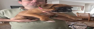 Boxer Puppy 2