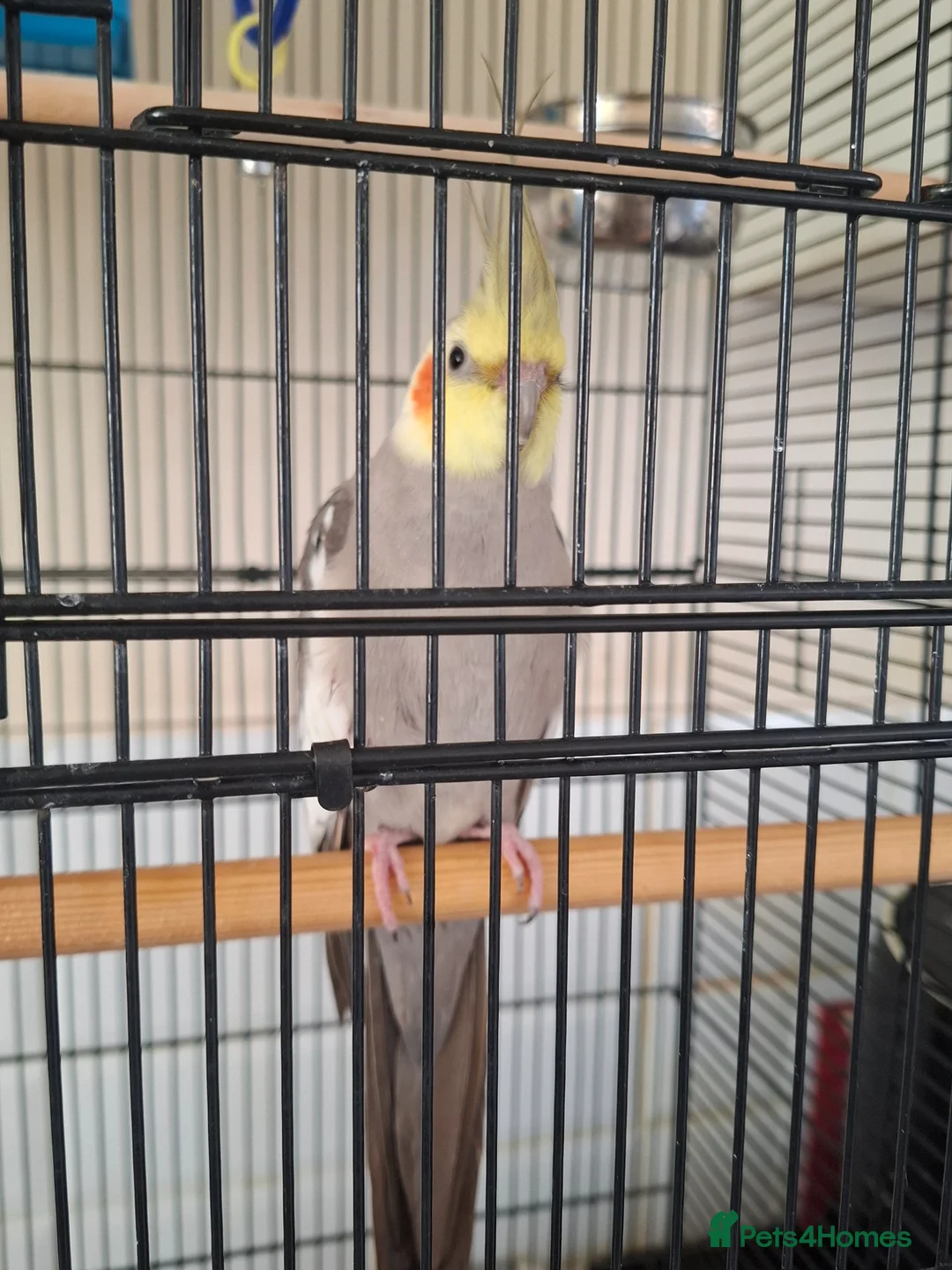 Cockatiels birds for sale: Male Cockatiel and large cage  in Hull - Advert 2