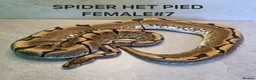 Python Snake reptiles for sale: Royal pythons for sale - Advert 3