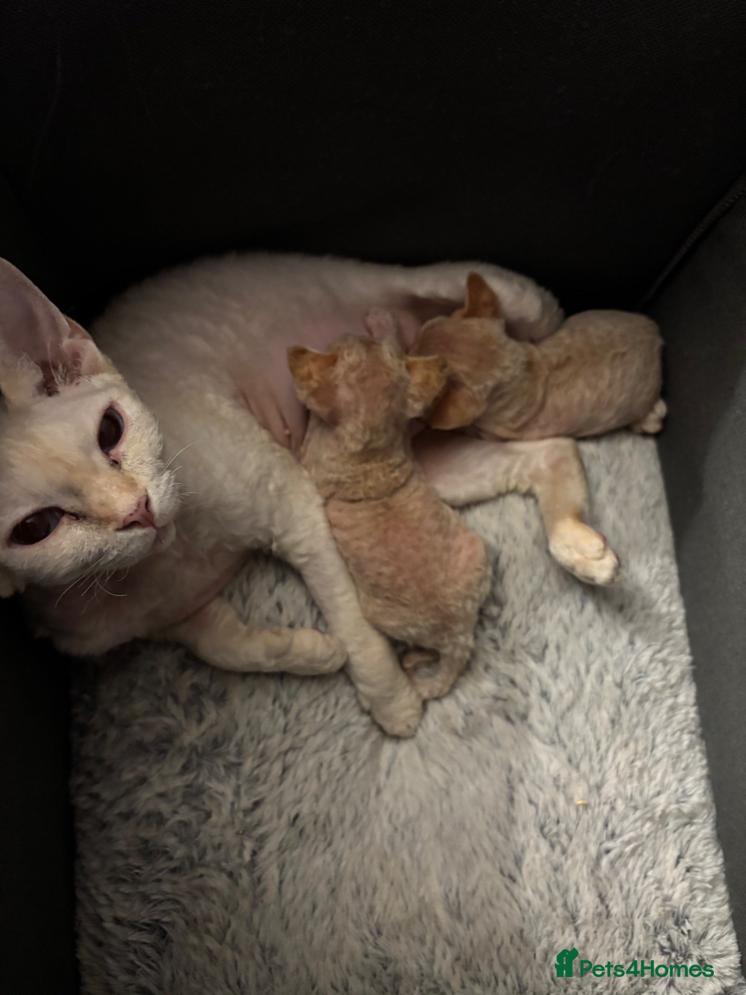 Devon Rex cats Stunning GCCF Devon Rex kittens.  - Advert 2