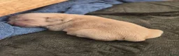 Goldador dogs for sale: 🐶 Adorable puppies ready for their forever homes  - Advert 9