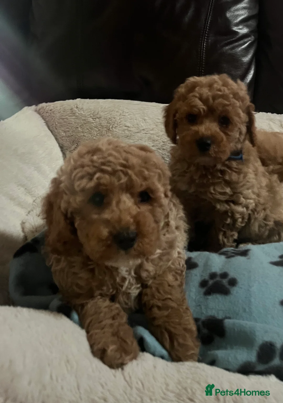 Cavapoochon dogs for sale: Cavapoochon p - Advert 3