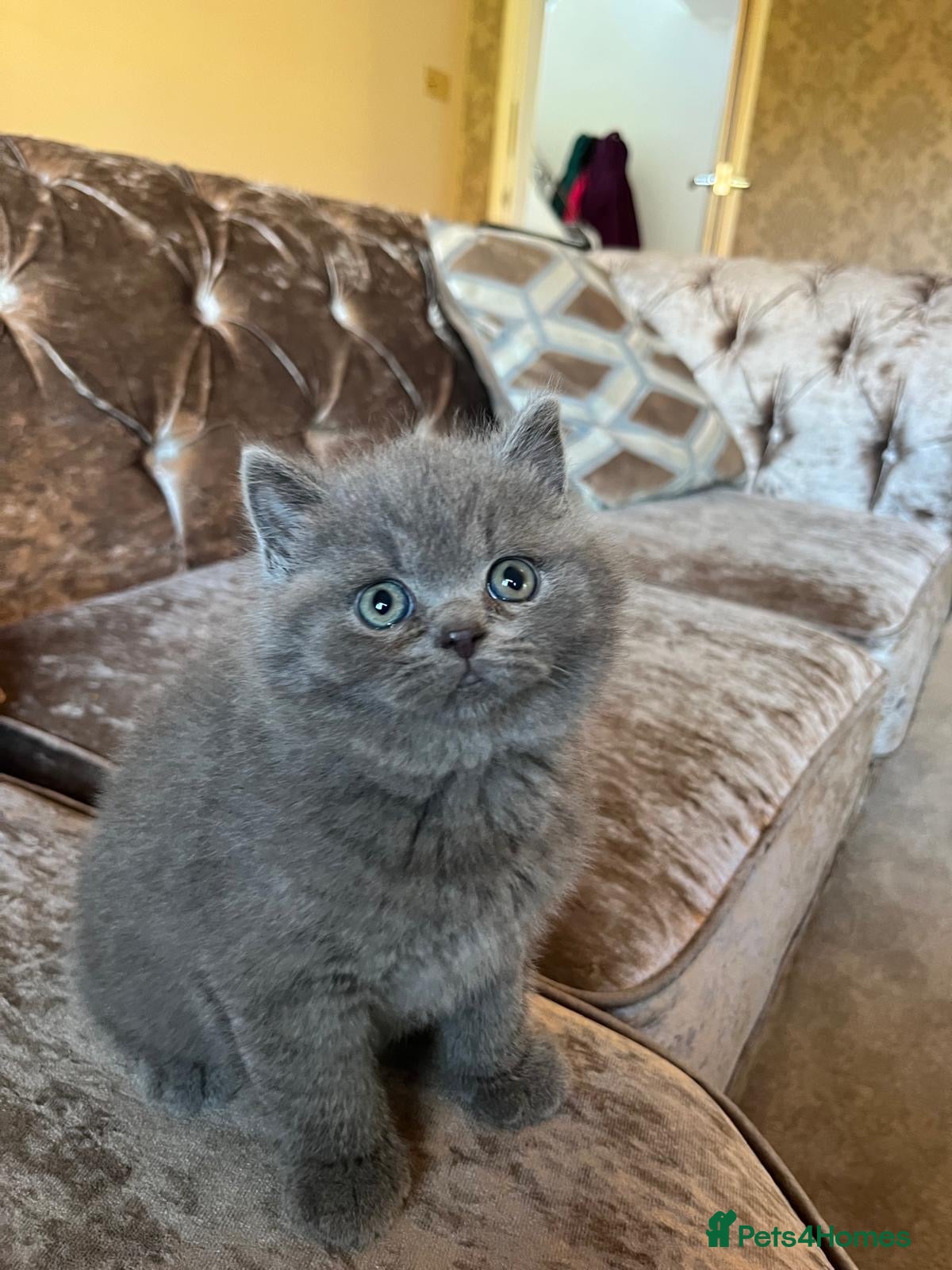 British Shorthair cats GCCF Full Pedigree £1200 Last 1 remaining 🐾 - Advert 1