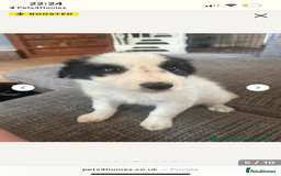 Border Collie dogs for sale: All white border collie girl  - Image 4