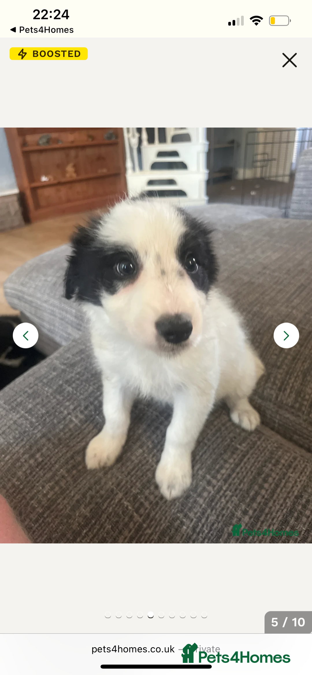 Border Collie dogs for sale: All white border collie girl  - Image 4