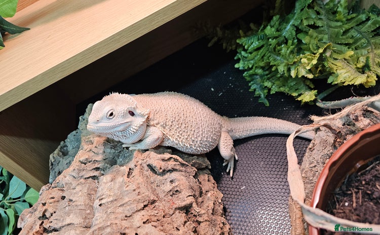 Bearded Dragon reptiles - Advert 10