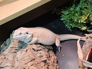 Bearded Dragon reptiles - Advert 8