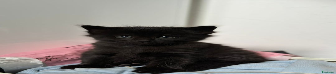 Maine Coon Kitten 2