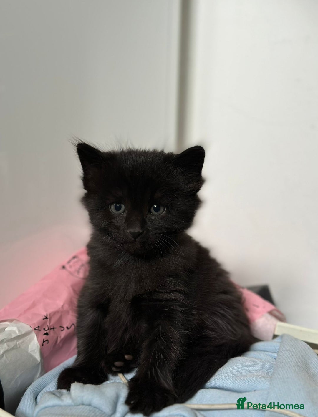 Maine Coon cats for sale: Pedigree Maine Coon kittens 2x female - Image 2