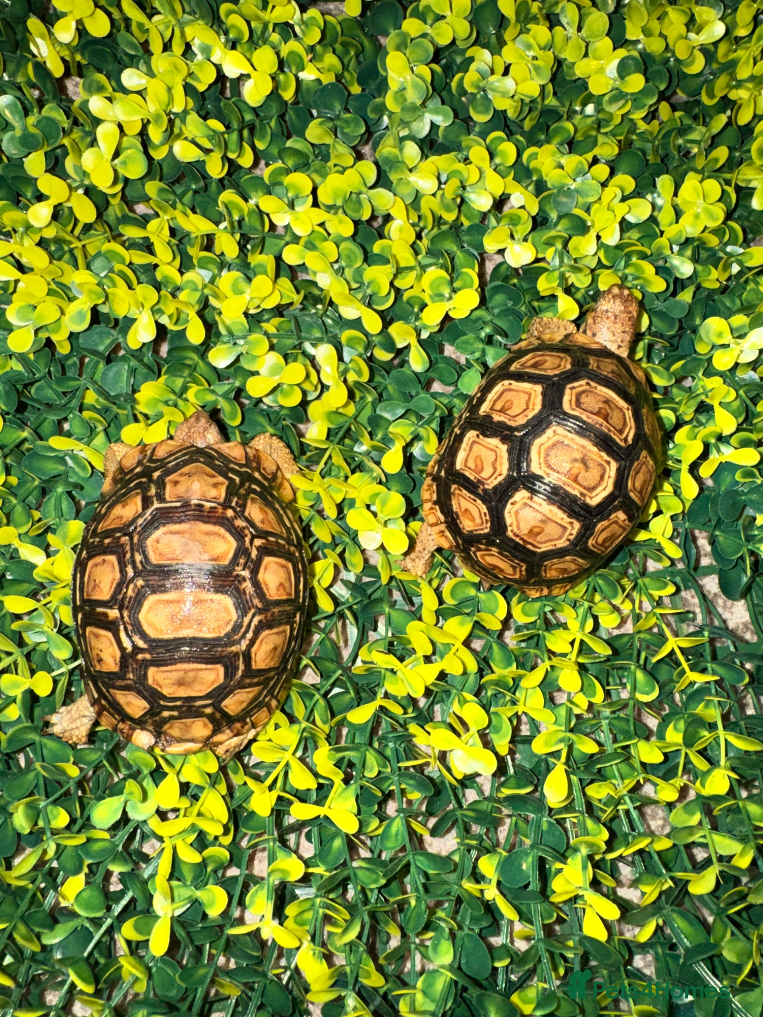 Tortoise reptiles Baby Leopard Tortoises  - Advert 5