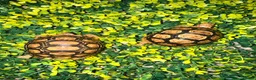 Tortoise reptiles for sale: Baby Leopard Tortoises  - Advert 3