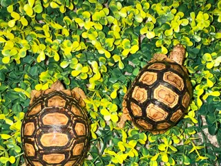 Tortoise reptiles Baby Leopard Tortoises - Advert 5