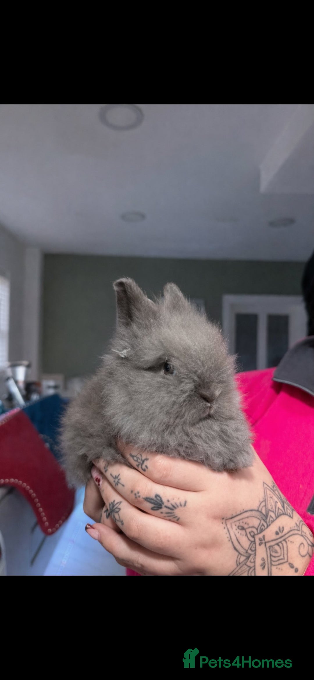 Lionhead rabbits for sale: 5 lionhead rabbits  - Advert 2