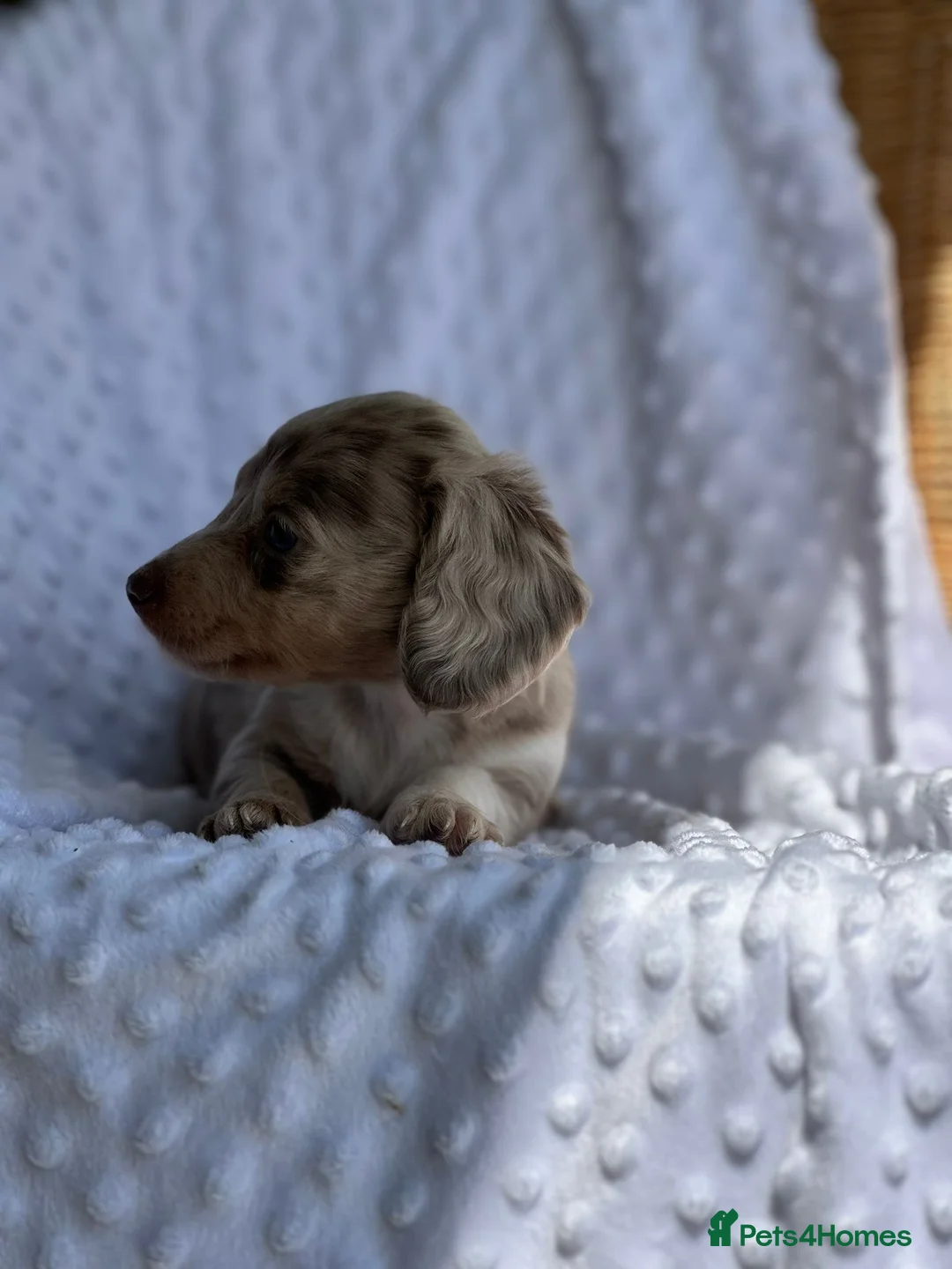 Miniature Dachshund dogs for sale: Beautiful Daches  - Advert 11