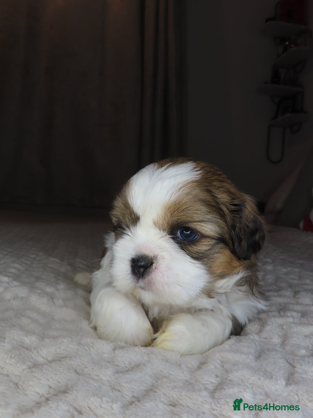 Shih Tzu dogs for sale: Beautiful Shih Tzu puppies  - Advert 2