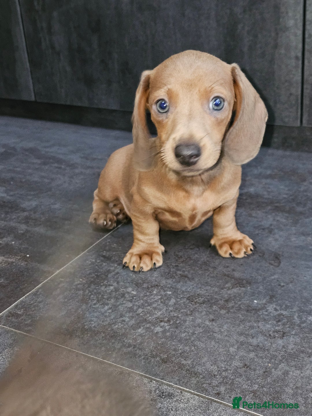Miniature Dachshund dogs for sale: Beautiful Mini Dachshunds looking for their homes! - Image 19