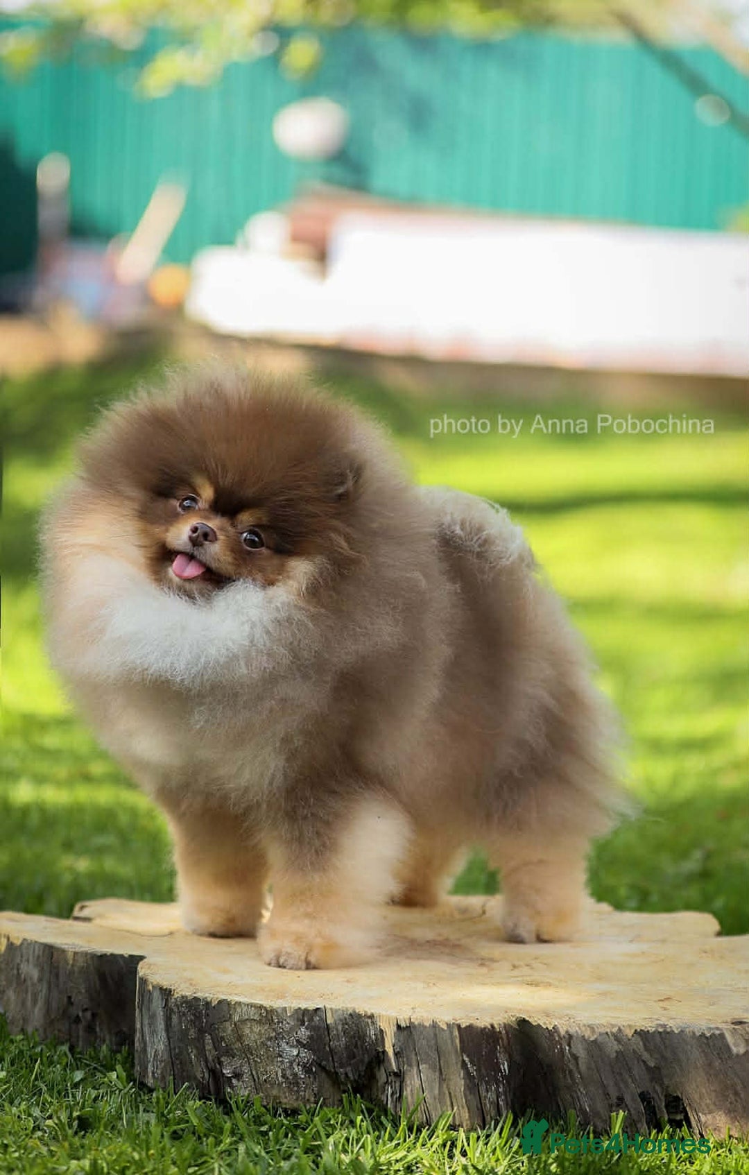 Pomeranian dogs for stud: Top quality proven Pomeranian stud  - Advert 1