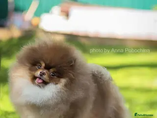 Pomeranian dogs Top quality proven Pomeranian stud - Advert 12