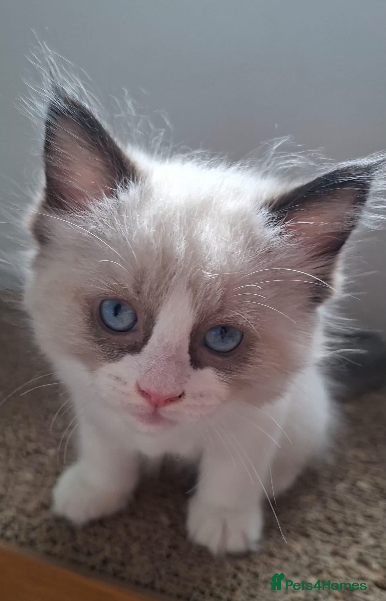 Ragdoll cats 🐈💙Full GCCF registered Ragdoll kittens 🐱 💙 - Advert 2