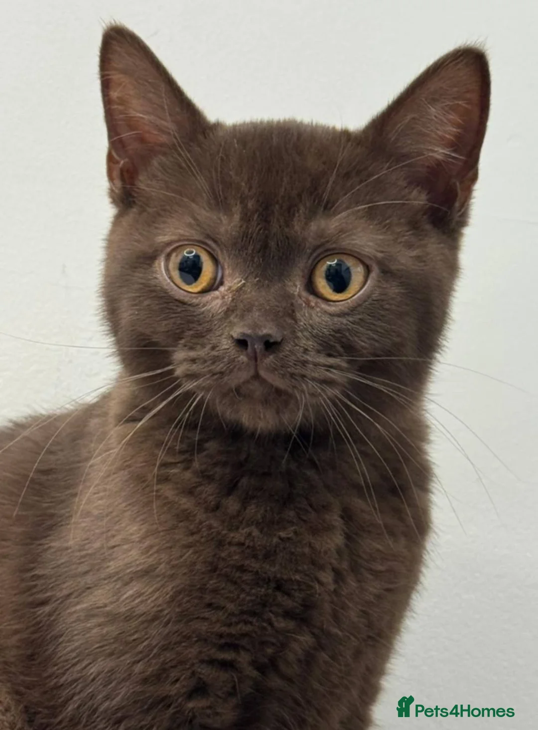 British Shorthair cats for sale: ✨Only 1 British Shorthair Left - Ready to go✨ - Advert 2
