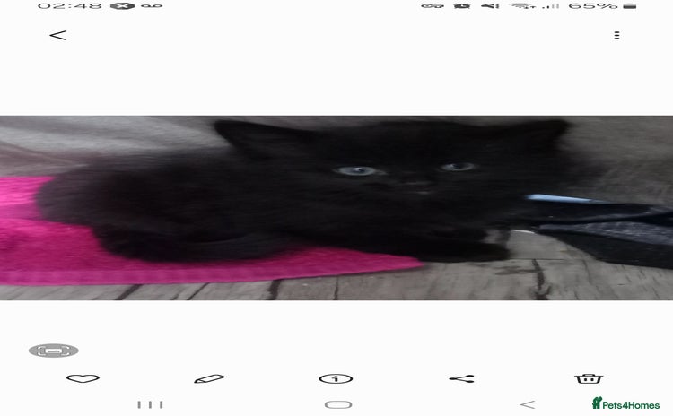 Mixed Breed cats - Advert 8